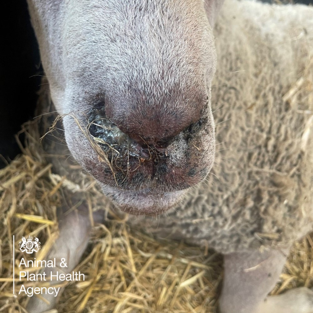 Sheep with crusting nasal discharge